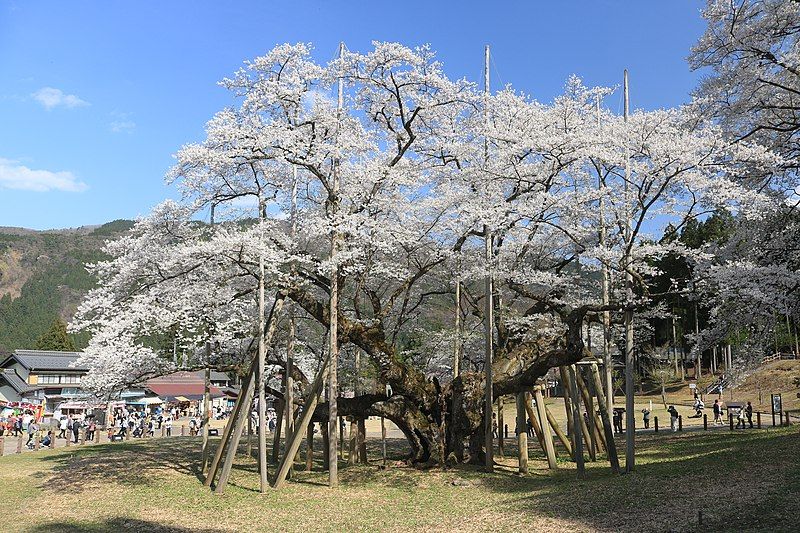 File:Usuzumi zakura.jpg