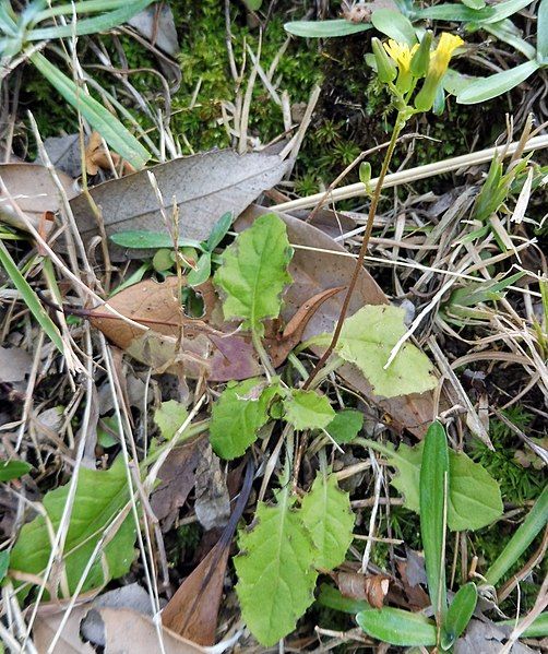 File:Youngia japonica Japan.jpg