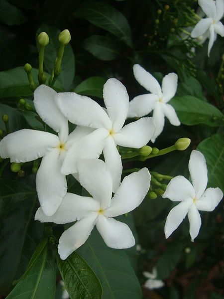 File:"Crape jasmine".JPG