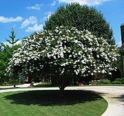 'Acoma' cultivar in bloom