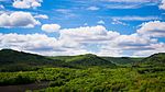 Pine tree over wooded valley, Khvalynsky NP