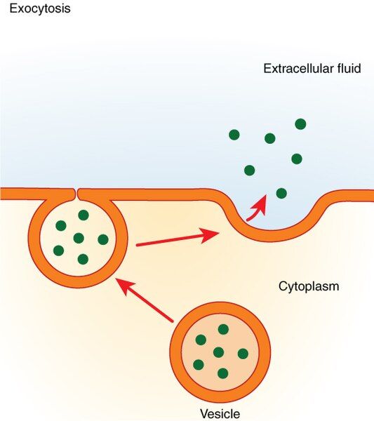 File:0310 Exocytosis.jpg