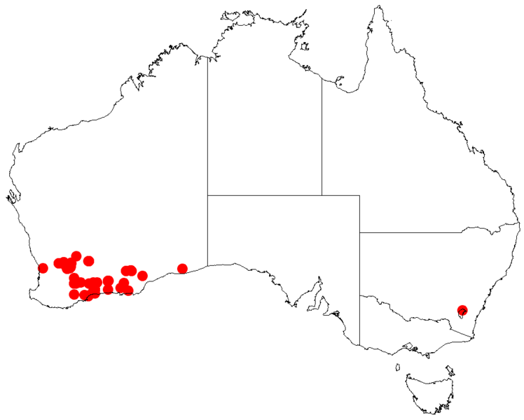 File:Acacia verriculaDistMap941.png