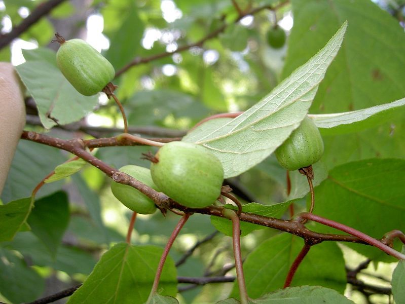 File:Actinidia kolomikta b.JPG