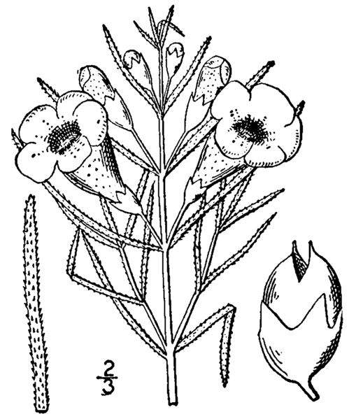 File:Agalinis aspera drawing.png