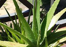 A photo of Aloe vera