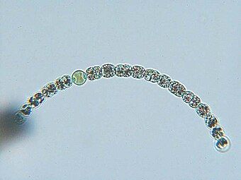 Anabaena circinalis filament