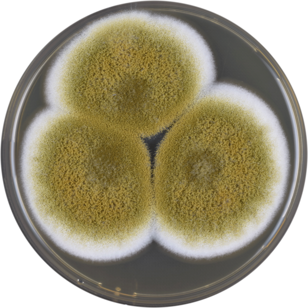 File:Aspergillus tamarii meaox.png