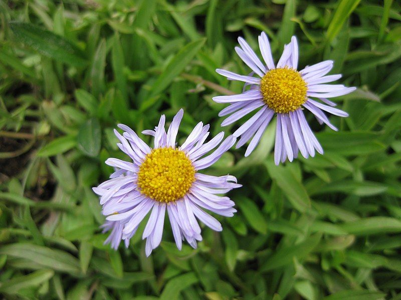 File:Aster foliaceus 002.JPG