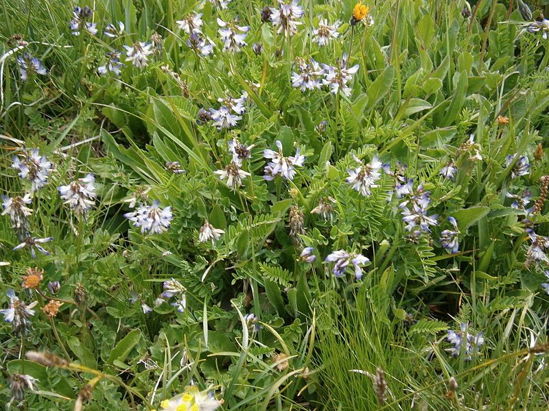 File:Astragalus alpinus02.jpg