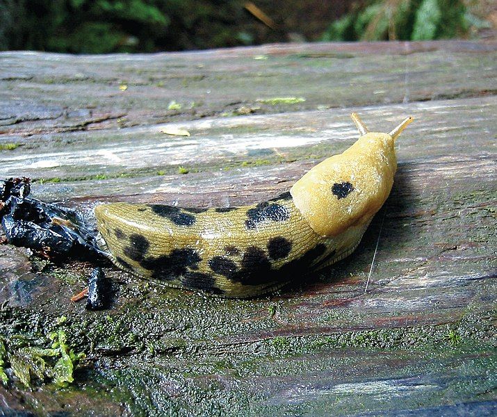 File:Banana Slug-1.jpg