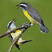 Bananaquits