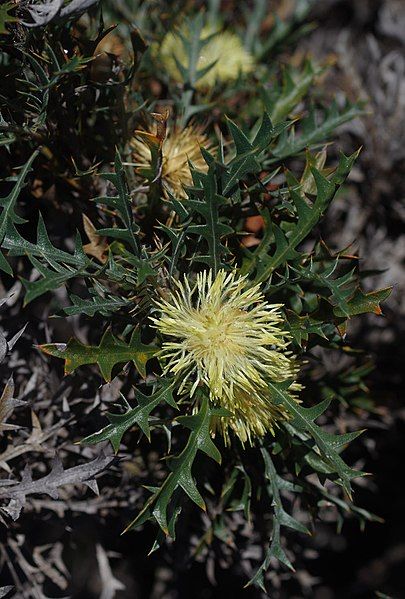 File:Banksia purdieana.jpg