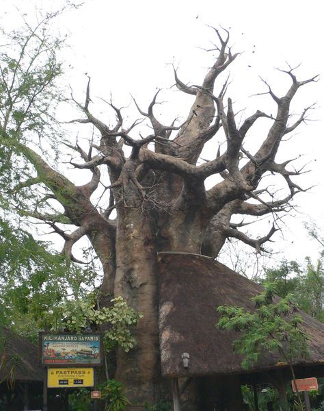 File:Baobab2.jpg