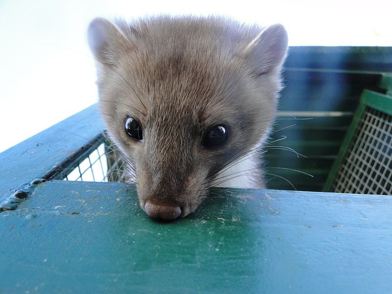 File:Beech marten Martin.JPG