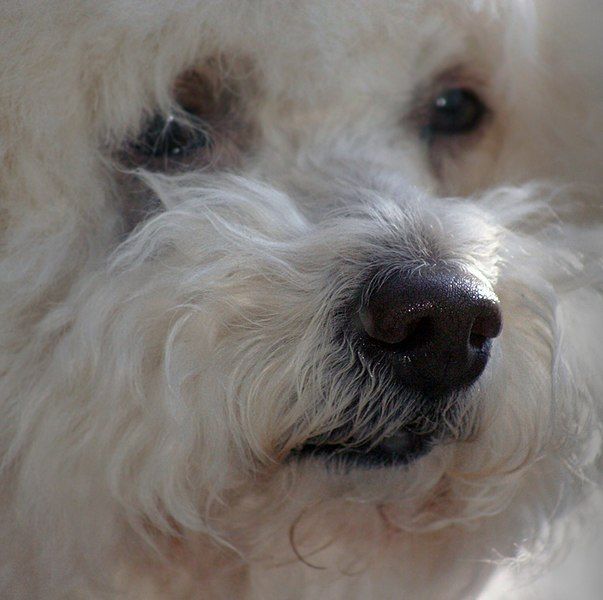 File:Bichon face.jpg