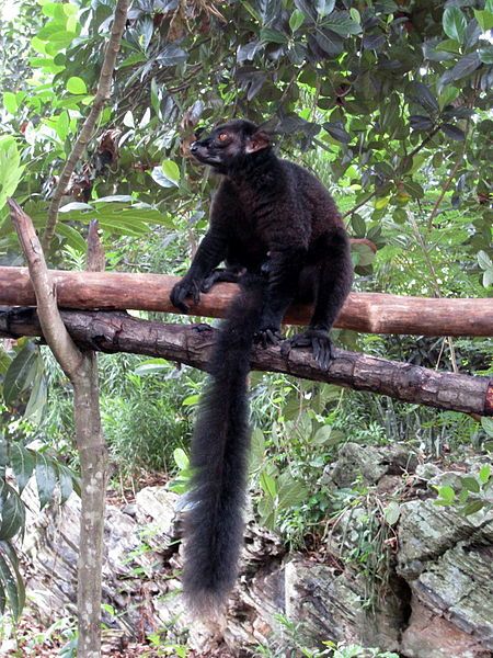 File:Black Lemur Lemur.jpg