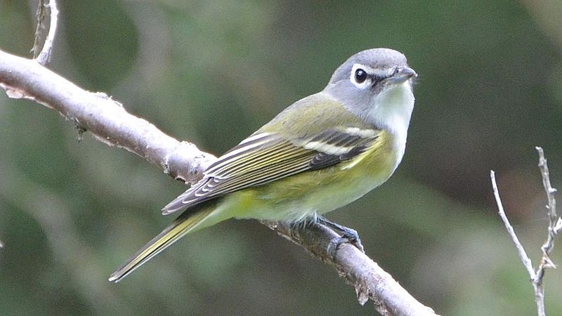 File:Blue-headed Vireo (8088895251).jpg