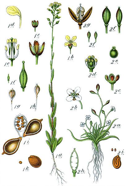 File:Brassicaceae spp Sturm30.jpg