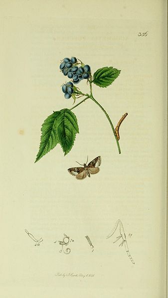 File:Britishentomologyvolume5Plate356.jpg