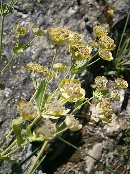 File:Bupleurum stellatum 005.JPG