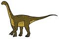 Camarasaurus.