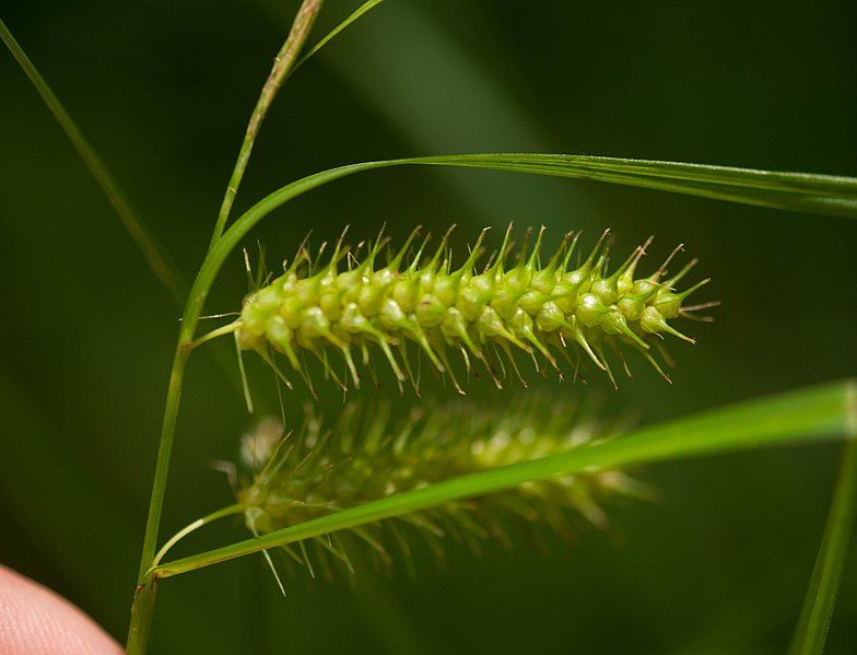 File:Carex baileyi.jpg