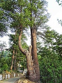 Older tree in India