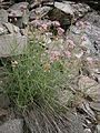 Centranthus angustifolius