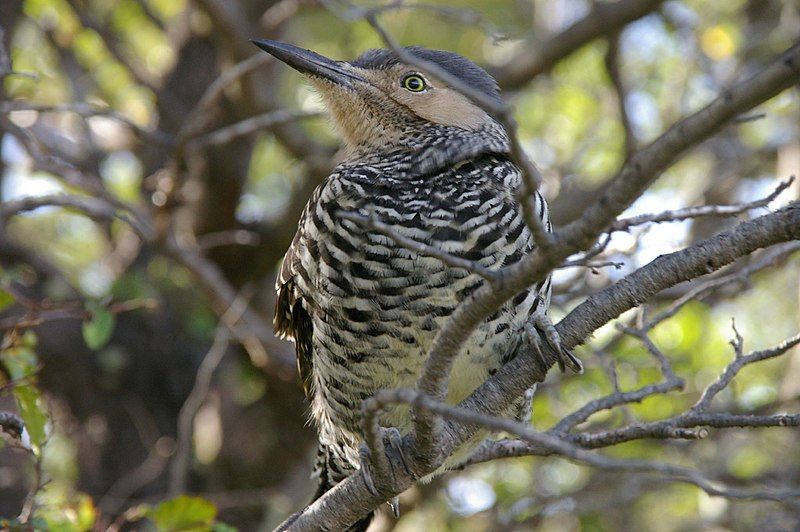 File:Chilean Flicker.jpg