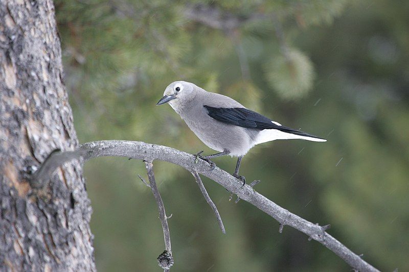 File:Clark's nutcracker (30915738301).jpg