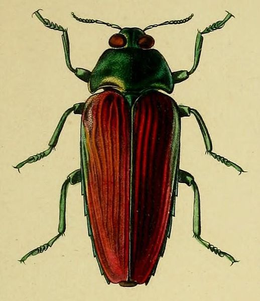 File:Colobogaster desmarestii.JPG