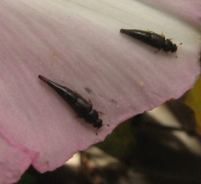 File:Conotelus larvae.jpg