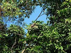 Cluster of ripening fruit