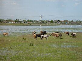 The Danube Delta in Caraorman