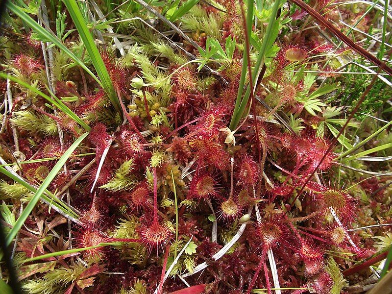 File:Drosera rotundifolia2.jpg