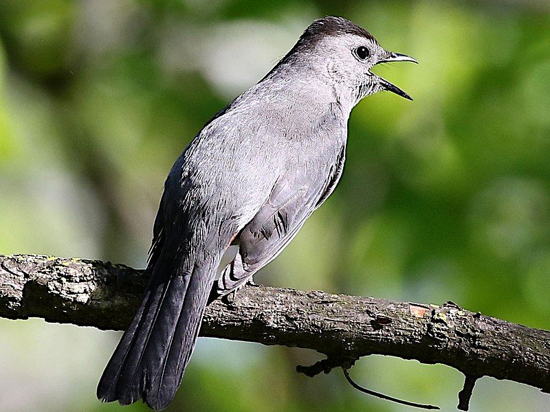 File:Dumetella carolinensis-calling.jpg