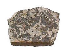 Rock showing fossils of fan-shaped leaves