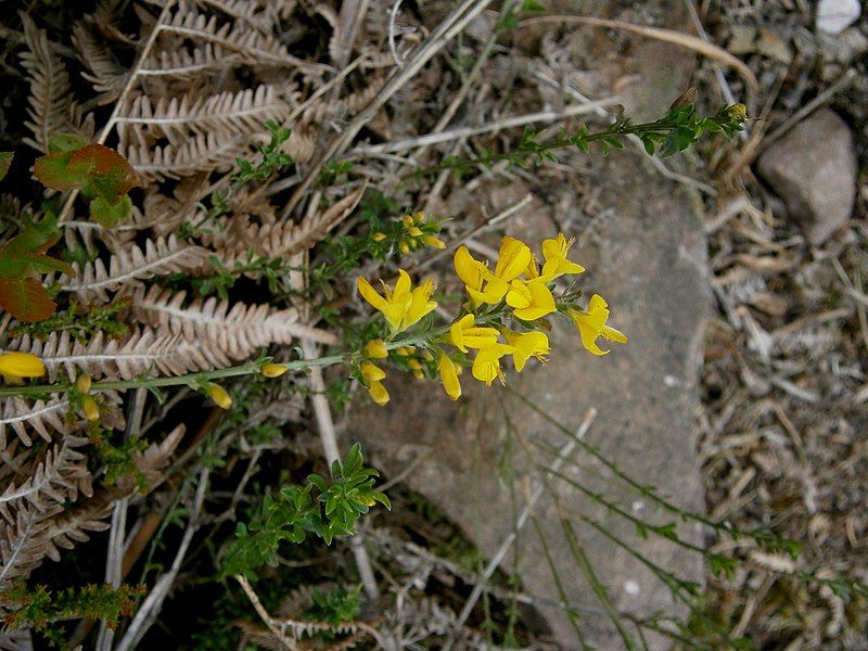 File:Genista pilosa 04.jpg