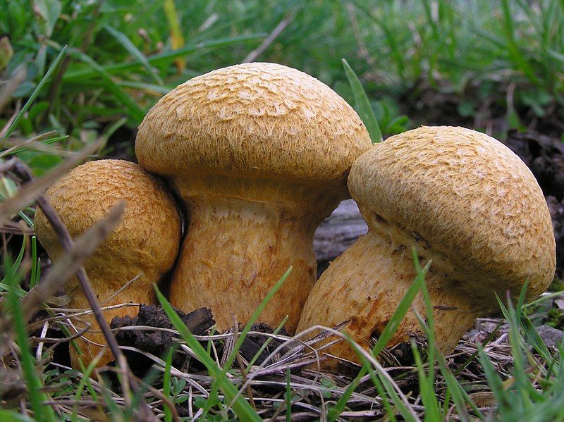 File:Gymnopilus.jpg