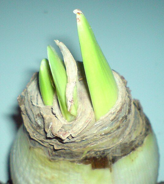 File:Hippeastrum bulb 1.jpg