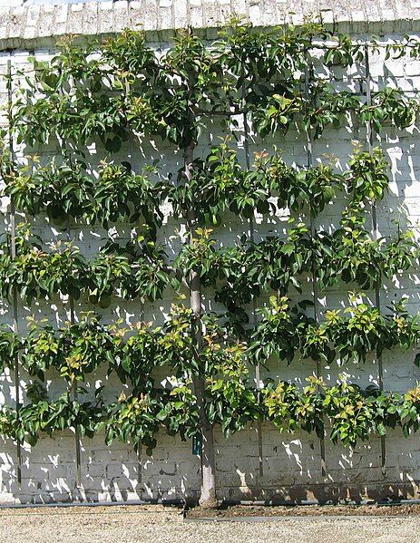 File:Horizontal espalier.JPG