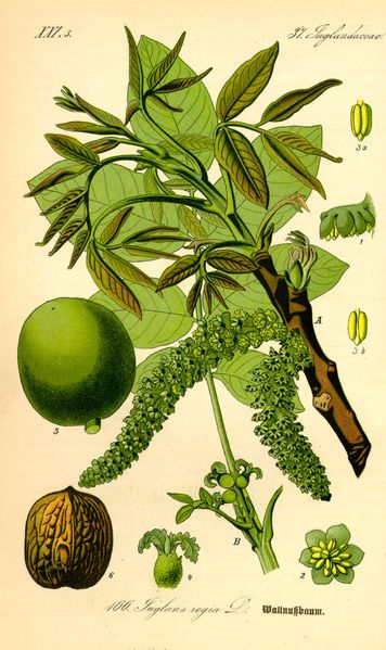 File:Illustration Juglans regia0.jpg