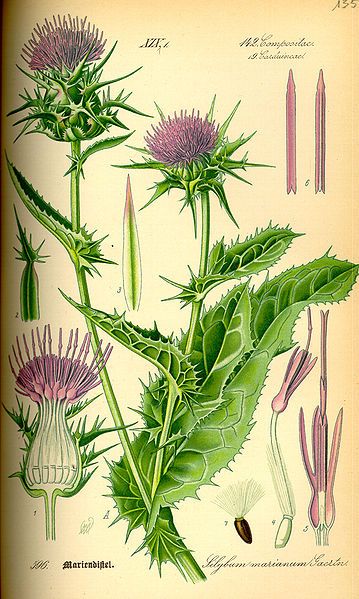 File:Illustration Silybum marianum0.jpg