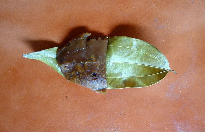 File:Jackfruit Ada.JPG