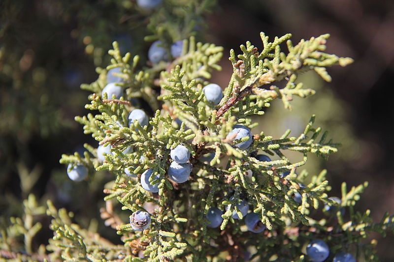 File:Juniper Berries (11519861655).jpg