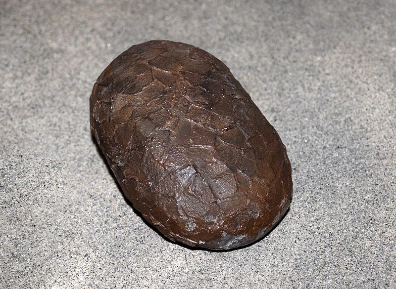 File:Kritosaurus egg (cast).JPG