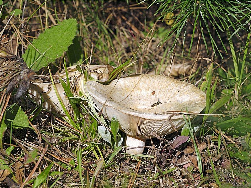 File:Lactarius vellereus LC0113.jpg