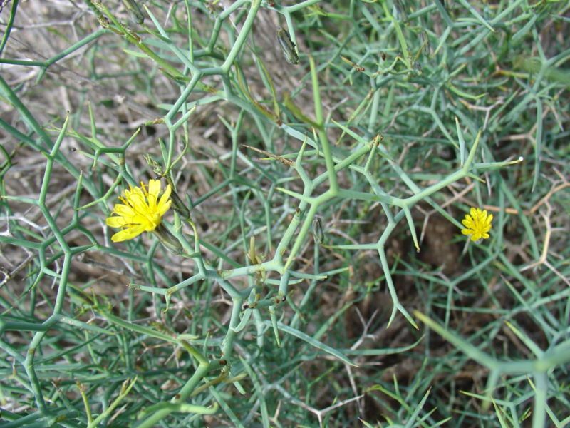 File:Launaea arborescens.jpg