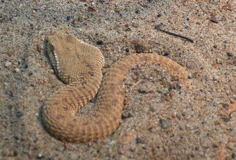 File:Leaf-nosed viper.jpg